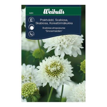 BLOMFRÖ WEIBULLS PRAKTVÄDD SNOWMAIDEN