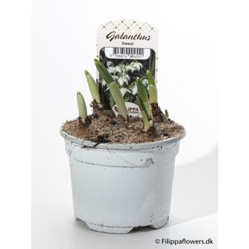 SNÖDROPPE KRUKA 9CM