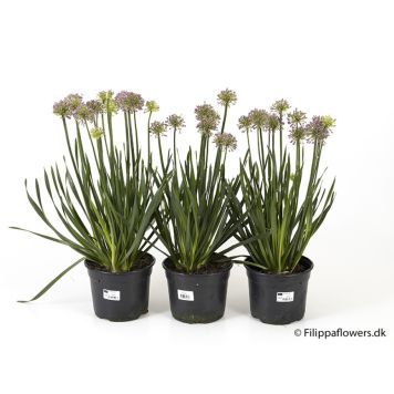 PERENN TRÄDGÅRDSKANTLÖK KRUKA 17CM