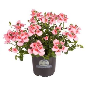 TVILLINGSPORRE ROSA KRUKA 11CM