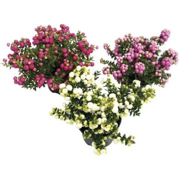 HÖSTLJUNG ERICA 10,5CM