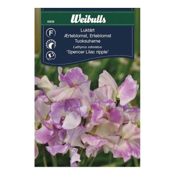BLOMFRÖ WEIBULLS LUKTÄRT LILAC RIPPLE