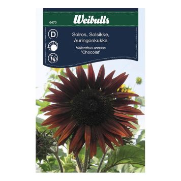 BLOMFRÖ WEIBULLS SOLROS CHOCOLAT