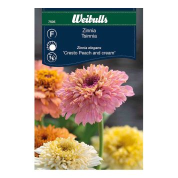 BLOMFRÖ WEIBULLS ZINNIA CRESTO PEACH & CREAM