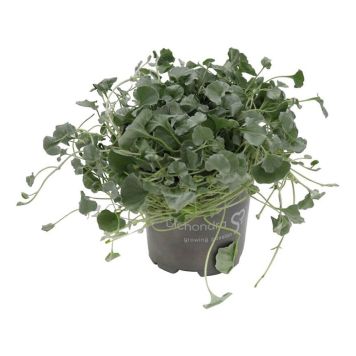 NJURVINDA 'SILVER FALLS' KRUKA 11CM