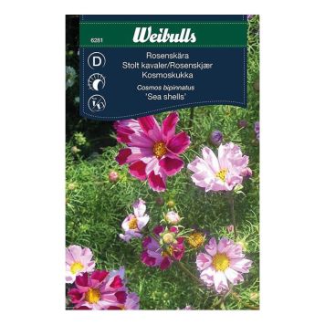 BLOMFRÖ WEIBULLS ROSENSKÄRA SEA SHELLS
