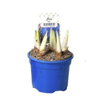 IRIS OLIKA FÄRGER KRUKA 9CM