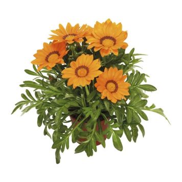 PÅFÅGELBLOMSTER OLIKA FÄRGER KRUKA 21CM