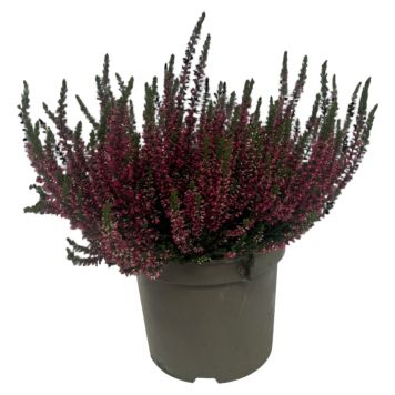 LJUNG OLIKA FÄRGER KRUKA 17CM