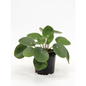 ELEFANTÖRA KRUKA 11CM                                