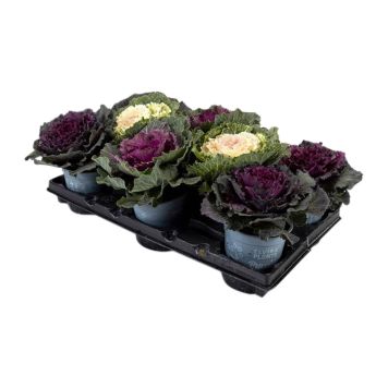 PRYDNADSKÅL BRASSICA OLERACEA 12CM