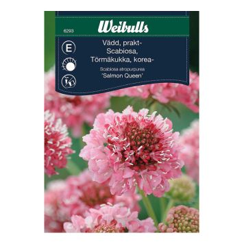 BLOMFRÖ WEIBULLS PRAKTVÄDD SALMON QUEEN