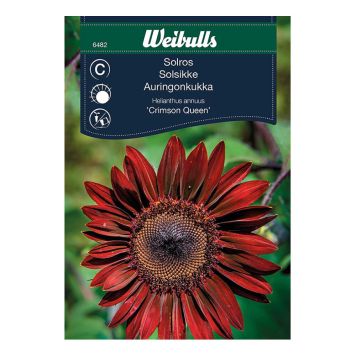 BLOMFRÖ WEIBULLS SOLROS CRIMSON QUEEN