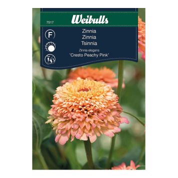 BLOMFRÖ WEIBULLS ZINNIA CRESTO PEACHY PINK
