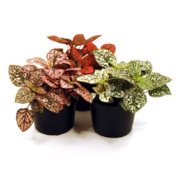 ROSENSTÄNK I KRUKA OLIKA FÄRGER 11CM