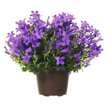 PERENN MURKLOCKA BALI TWINS KRUKA 10,5CM