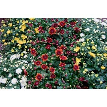 BOLLKRYSS OLIKA FÄRGER KRUKA 19CM