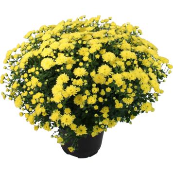 BOLLKRYSS OLIKA FÄRGER KRUKA 19CM