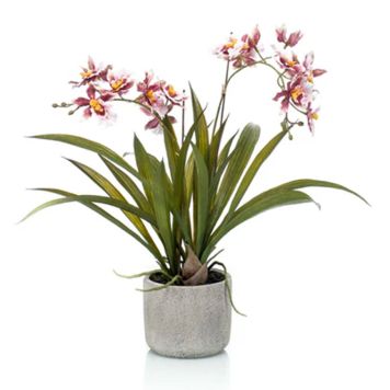 KONSTVÄXT EMERALD ONCIDIUM BORDEUX 45CM