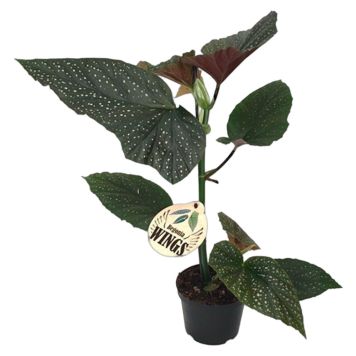 BLADBEGONIA OLIKA SORTER KRUKA 12CM