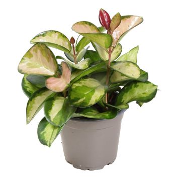 PORLINSBLOMMA OLIKA SORTER KRUKA 12CM 