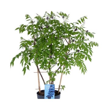 BLÅREGN 'AMETHYST FALLS' KRUKODLAD 19CM                           