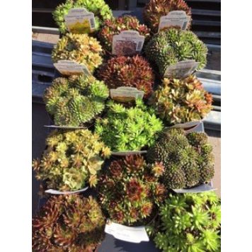 PERENN STENPARTIVÄXT KRUKA 11CM