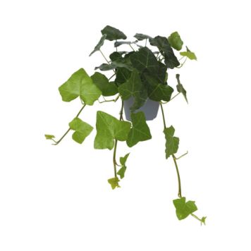 KLÄTTERVÄXT MURGRÖNA STORBLADIG 6-PACK