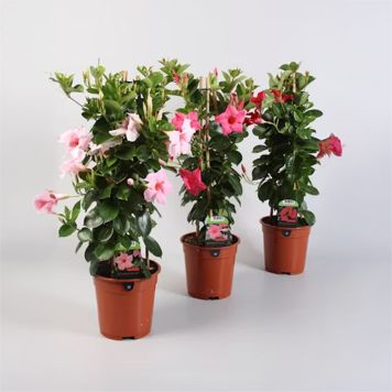 BÄGARRANKA OLIKA FÄRGER KRUKA 17CM