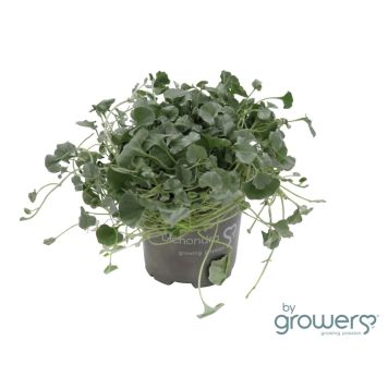 PERENN STENPARTIVÄXT KRUKA 11CM