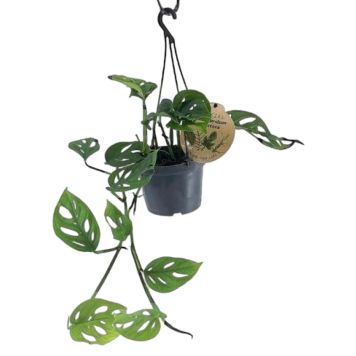 MONSTERA AMPEL KRUKA 12CM