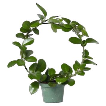 AUSTRALISK PORSLINSBLOMMA KRUKA 12CM