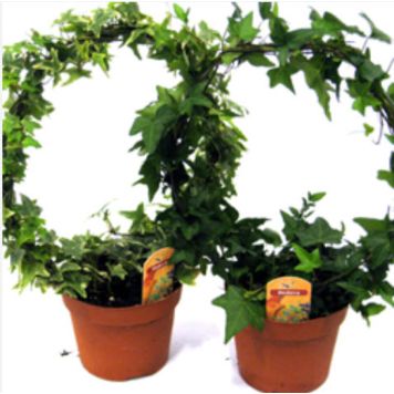 MURGRÖNA PÅ BÅGE KRUKA 12CM