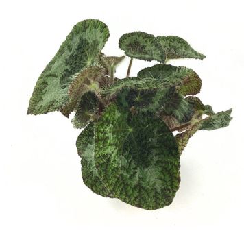 BLADBEGONIA EXCLUSIV TIGER KRUKA 12CM 