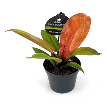 FILODENDRON WHITE MEASURE KRUKA 12CM