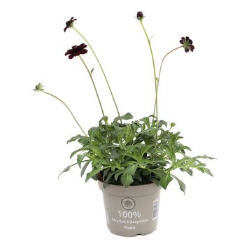 CHOKLADBLOMMA KRUKA 12CM