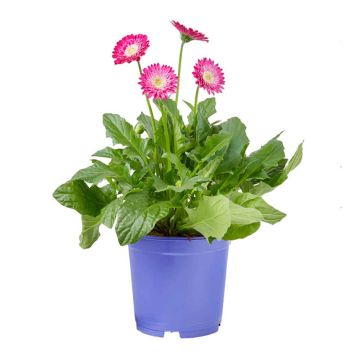 GERBERA OLIKA FÄRGER KRUKA 19CM