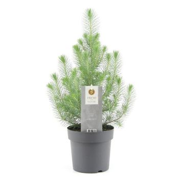 PINJEGRAN SILVER CREST KRUKA 17CM