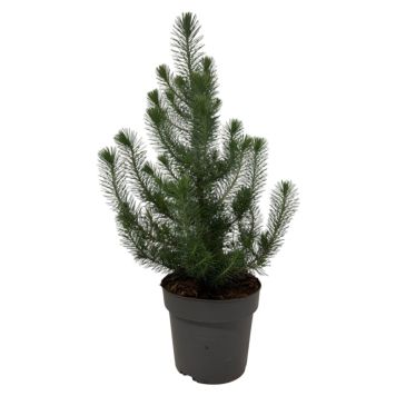 PINJEGRAN SILVER CREST KRUKA 17CM