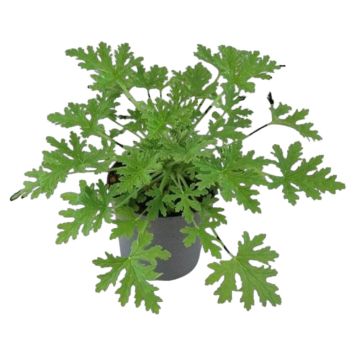 DOFTPELARGON DR WESTERLUND KRUKA 12CM