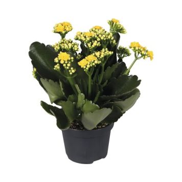 VÅRELD KALANCHOE GUL KRUKA 10,5CM                             