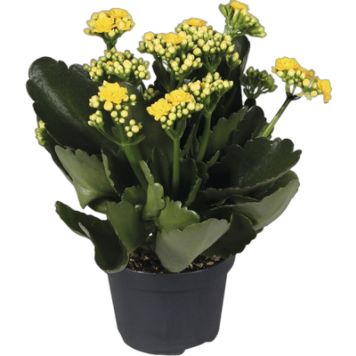 VÅRELD KALANCHOE GUL KRUKA 10,5CM                             