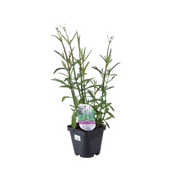 JÄTTEVERBENA VERBENA BONARIENSIS KRUKODLAD 17CM                                