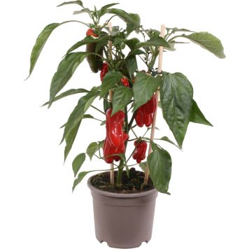 RÖD PAPRIKA MED FRUKT KRUKODLAD 13CM                               