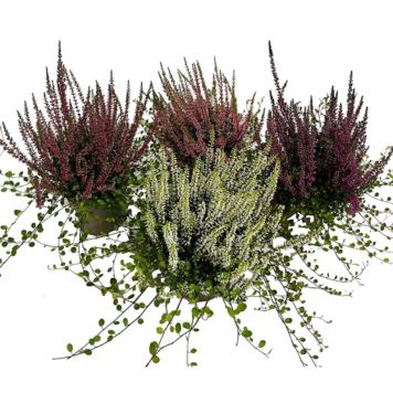 LJUNG & BANDBUSKE I KRUKA 10,5CM 