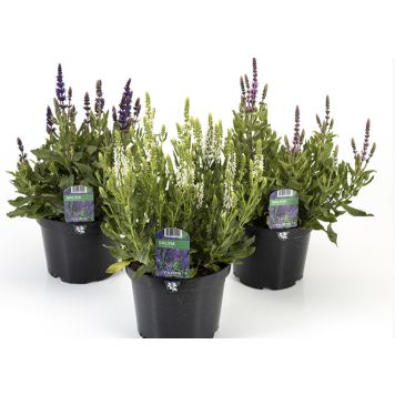 SALVIA SUPERBA KRUKA 21CM