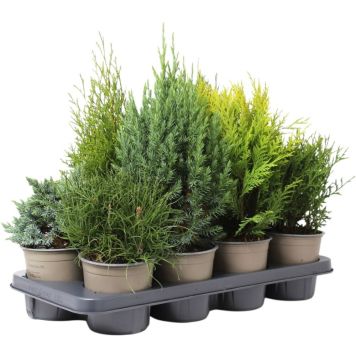 BARRVÄXTER OLIKA SORTER I KRUKA 13CM