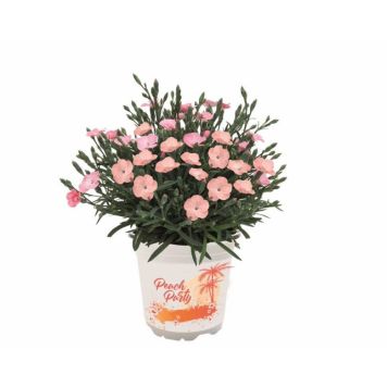 TRÄDGÅRDSNEJLIKA PEACH PARTY 10,5CM                           