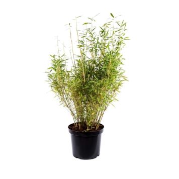 BERGBAMBU KRUKA 28CM                         