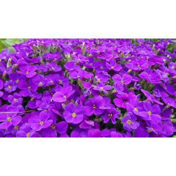 PERENN STENPARTIVÄXT AUBRIETA BLAUMEISE KRUKA 11CM